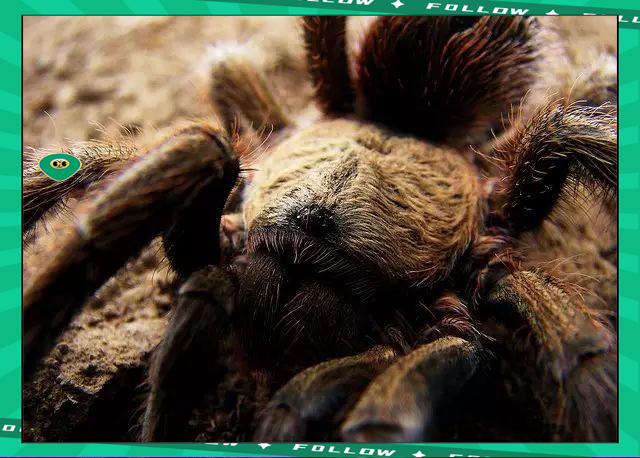 完美电竞- 世界足球莱万多夫斯基 